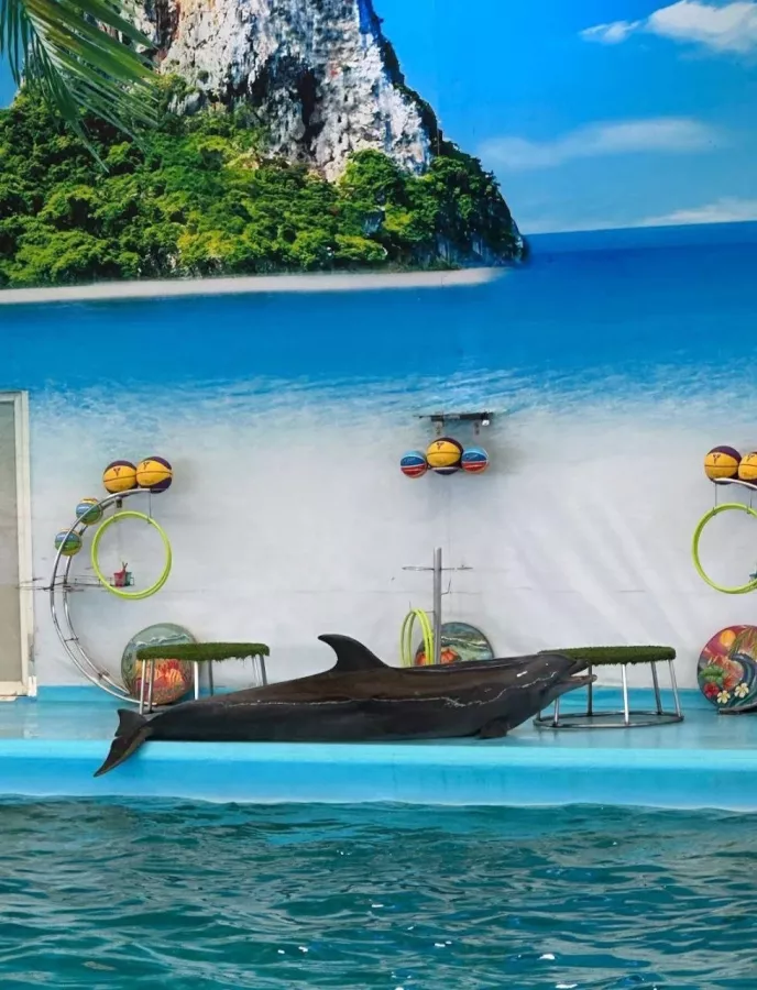 Дельфинарий Dolphins Bay Phuket в Пхукете: Дельфины, Шоу, Dolphins , Show, Зоопарк, Zoo,