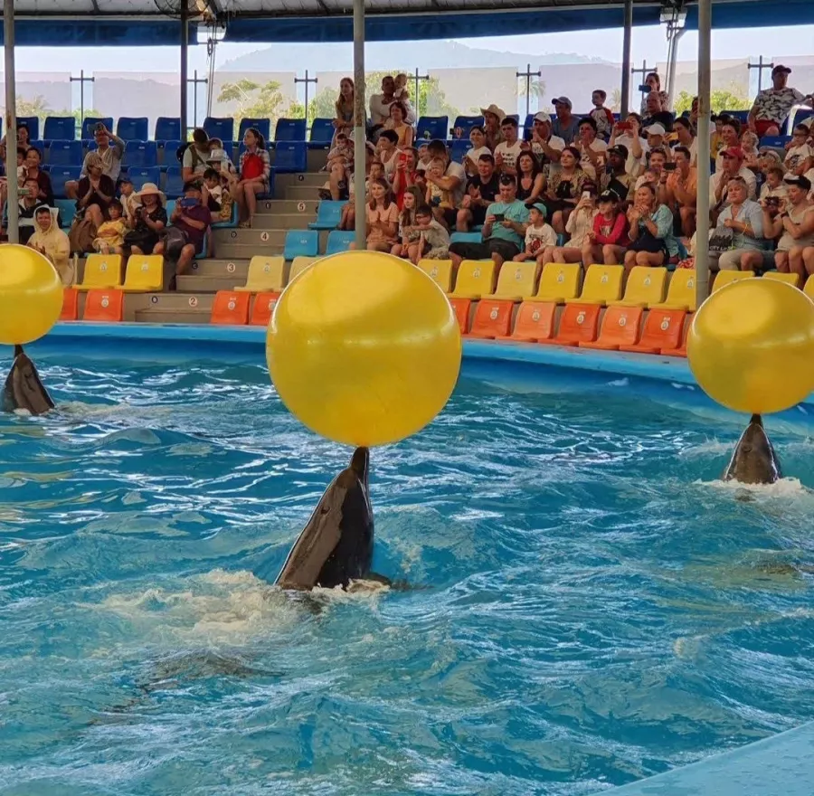 Дельфинарий Dolphins Bay Phuket в Пхукете: Дельфины, Шоу, Dolphins , Show, Зоопарк, Zoo,