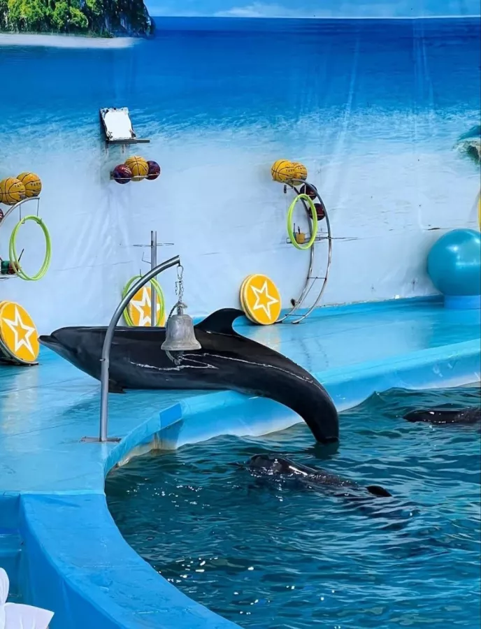 Дельфинарий Dolphins Bay Phuket в Пхукете: Дельфины, Шоу, Dolphins , Show, Зоопарк, Zoo,