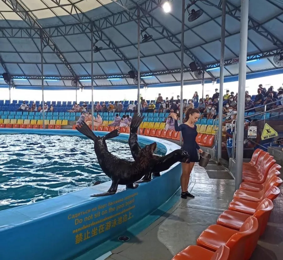 Дельфинарий Dolphins Bay Phuket в Пхукете: Дельфины, Шоу, Dolphins , Show, Зоопарк, Zoo,