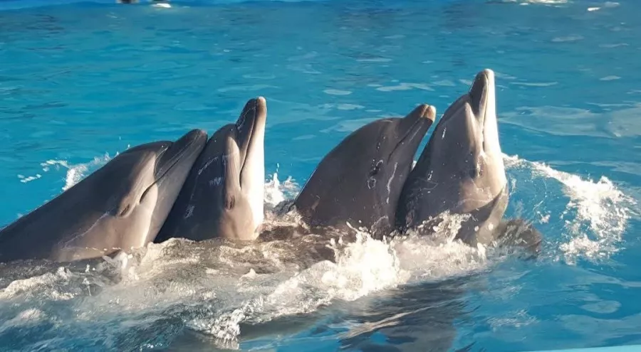 Дельфинарий Dolphins Bay Phuket в Пхукете: Дельфины, Шоу, Dolphins , Show, Зоопарк, Zoo,