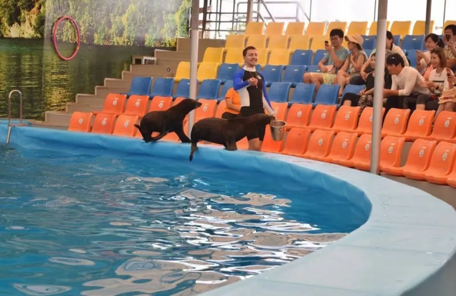 Дельфинарий Dolphins Bay Phuket в Пхукете: Дельфины, Шоу, Dolphins , Show, Зоопарк, Zoo,
