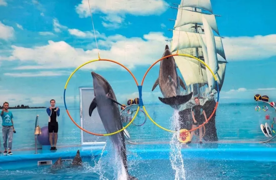 Дельфинарий Dolphins Bay Phuket в Пхукете: Дельфины, Шоу, Dolphins , Show, Зоопарк, Zoo,