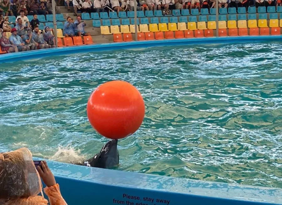 Дельфинарий Dolphins Bay Phuket в Пхукете: Дельфины, Шоу, Dolphins , Show, Зоопарк, Zoo,