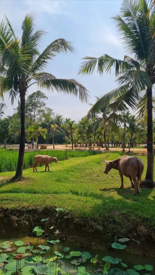 Ферма Old Phuket в Пхукете: Тур, Ферма, Отель, Экскурсия,