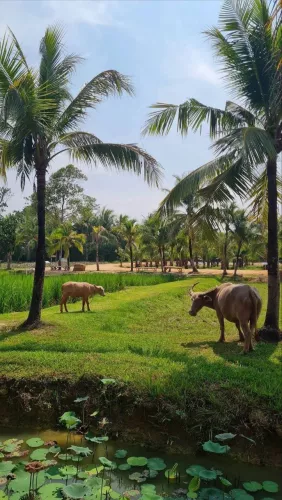 Ферма Old Phuket в Пхукете