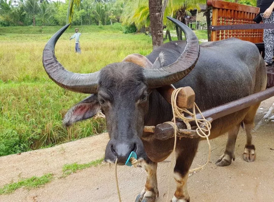 Ферма Old Phuket в Пхукете: Ферма, Отель, Farm, Hotel, Excursion, Экскурсия,