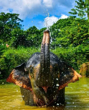 Заповедник «Elephant Jungle»