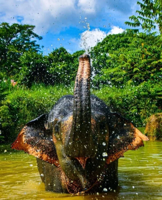 Заповедник Elephant Jungle  в  Пхукете