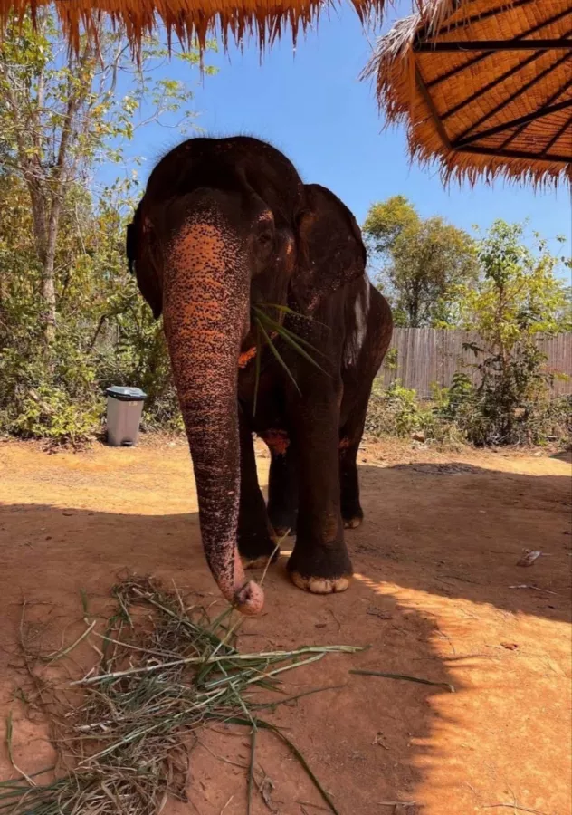Заповедник Elephant Jungle в Пхукете: Заповедник, Слоны, Elephants, Sanctuary, Cafe, Кафе,
