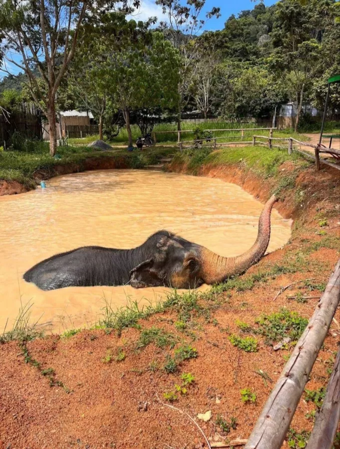 Заповедник Elephant Jungle в Пхукете: Заповедник, Слоны, Elephants, Sanctuary, Cafe, Кафе,