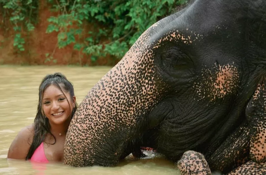 Заповедник Elephant Jungle в Пхукете: Заповедник, Слоны, Elephants, Sanctuary, Cafe, Кафе,
