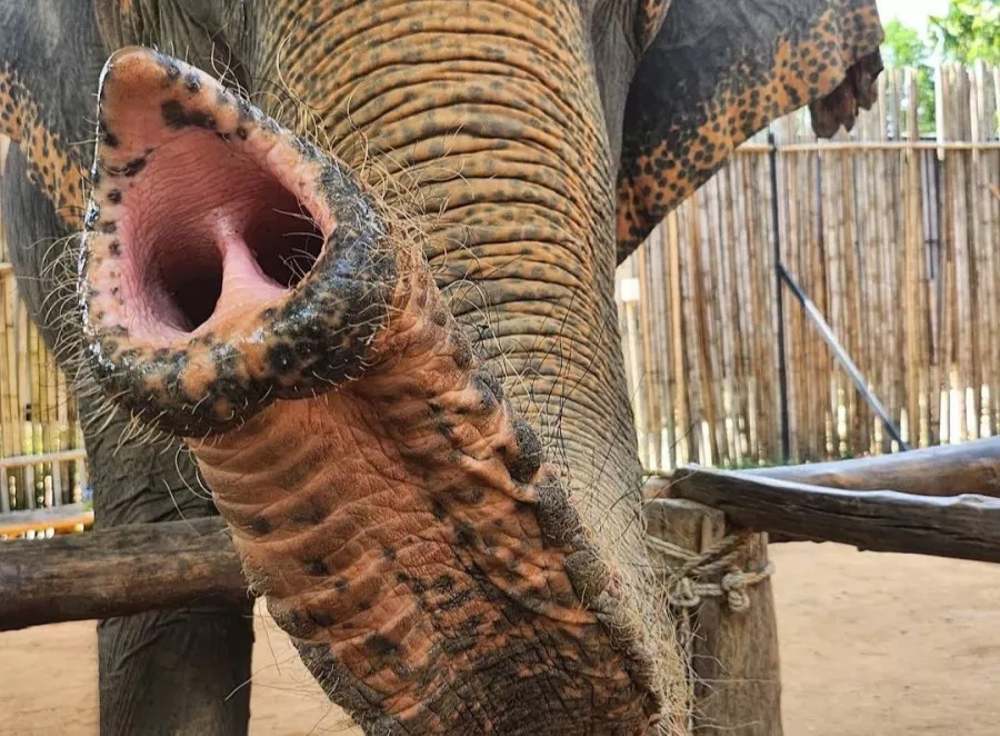 Заповедник Elephant Jungle в Пхукете: Заповедник, Слоны, Elephants, Sanctuary, Cafe, Кафе,
