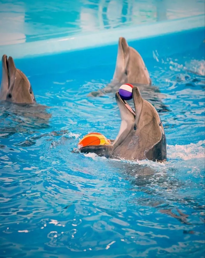 Дельфинарий Dolphinarium Pattaya в Паттайе: Шоу, Дельфины, Зоопарк, Zoo, Show, Dolphins,