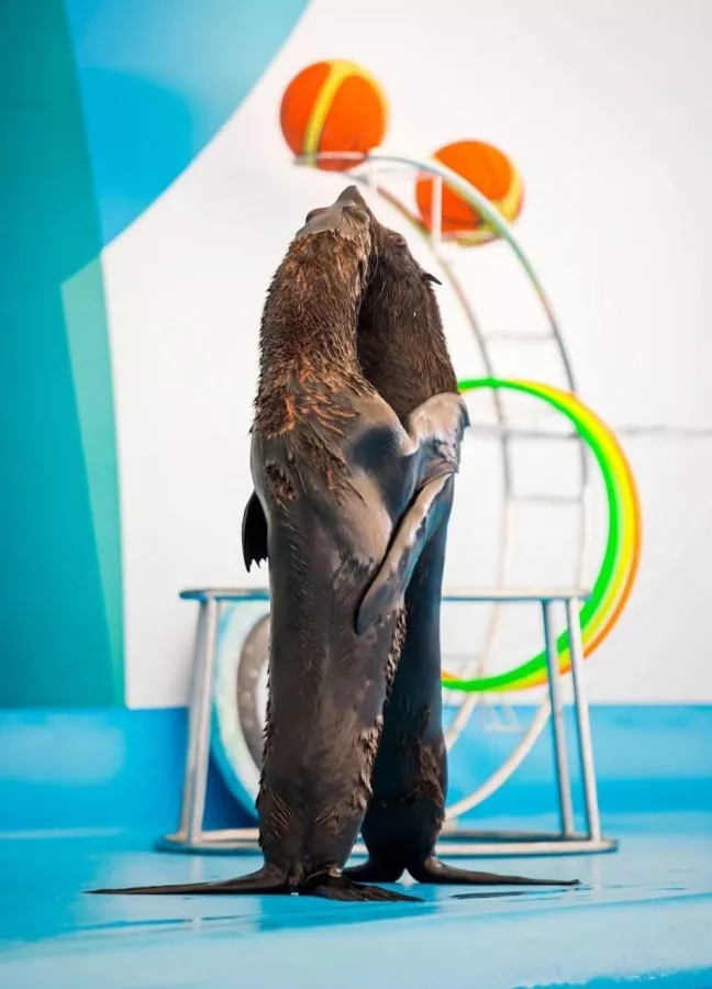 Дельфинарий Dolphinarium Pattaya в Паттайе: Шоу, Дельфины, Зоопарк, Zoo, Show, Dolphins,