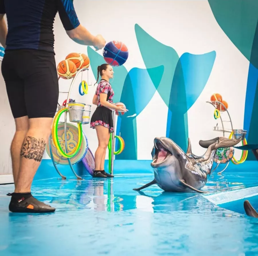 Дельфинарий Dolphinarium Pattaya в Паттайе: Шоу, Дельфины, Зоопарк, Zoo, Show, Dolphins,