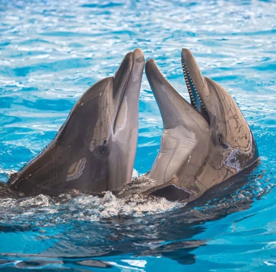 Дельфинарий Dolphinarium Pattaya в Паттайе: Шоу, Дельфины, Зоопарк, Zoo, Show, Dolphins,
