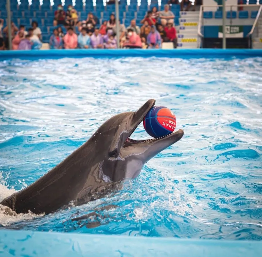 Дельфинарий Dolphinarium Pattaya в Паттайе: Шоу, Дельфины, Зоопарк, Zoo, Show, Dolphins,