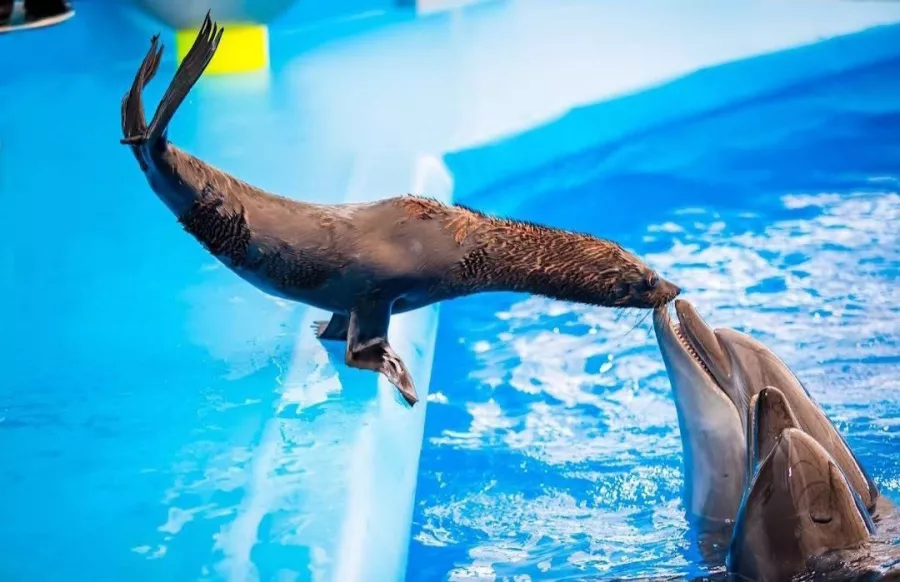 Дельфинарий Dolphinarium Pattaya в Паттайе: Шоу, Дельфины, Зоопарк, Zoo, Show, Dolphins,