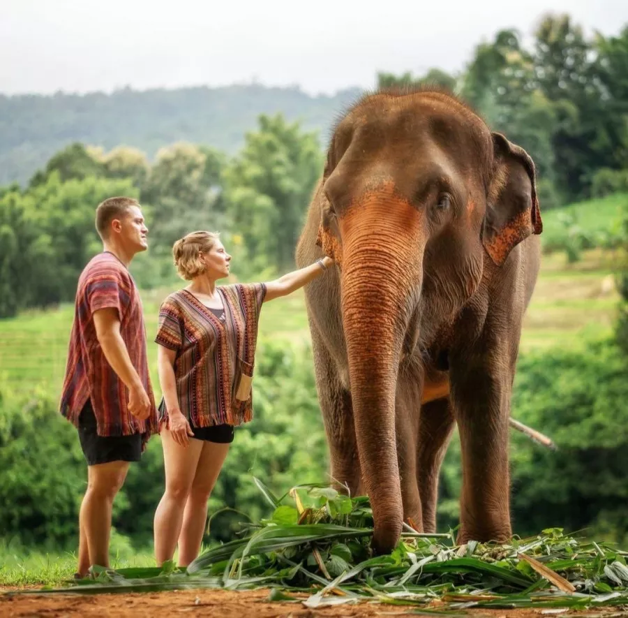 Заповедник Elephant Jungle Pattaya в Паттайе: Животные, Туризм,