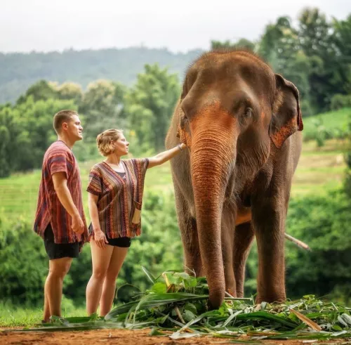 Заповедник Elephant Jungle Pattaya в Паттайе