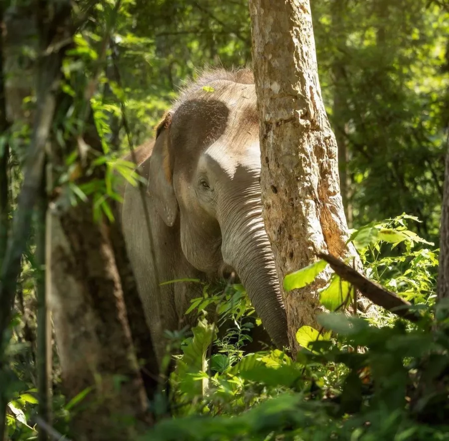 Заповедник Elephant Jungle Pattaya в Паттайе: Слоны, Джунгли, Заповедник, Elephants, Jungles , Sanctuary,