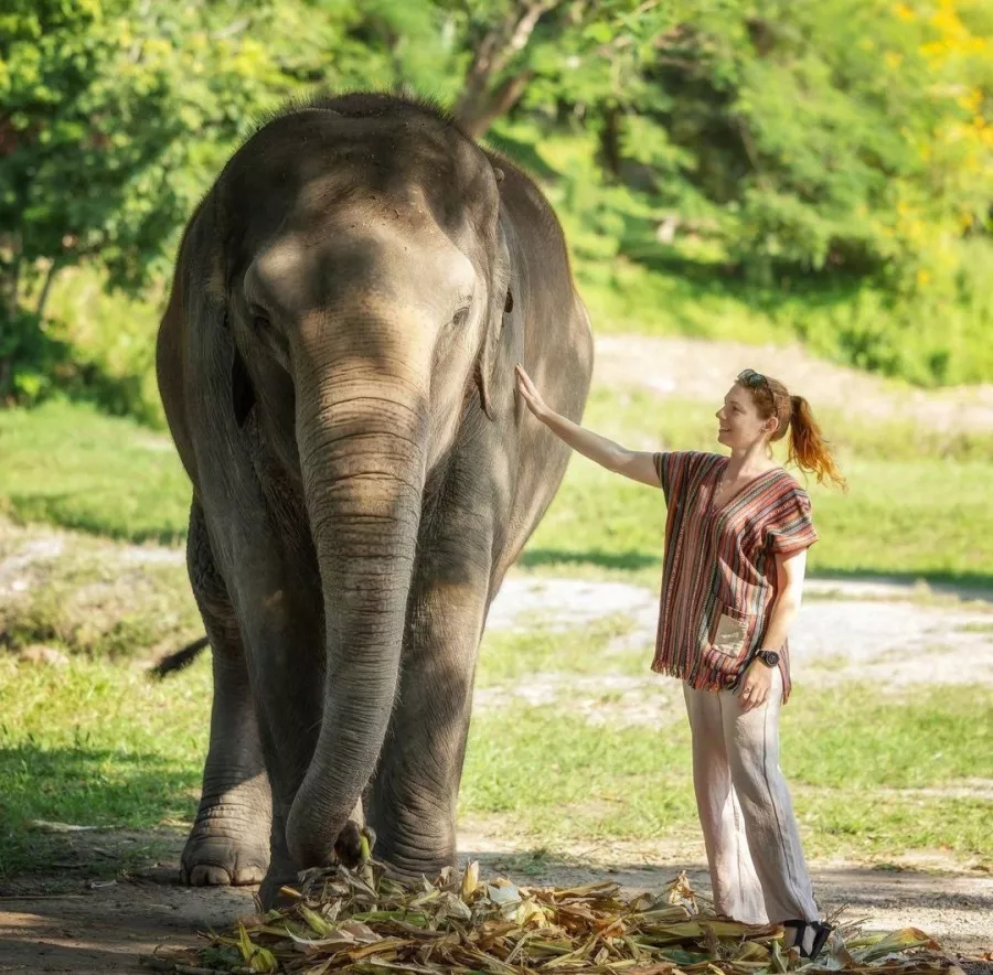Заповедник Elephant Jungle Pattaya в Паттайе: Слоны, Джунгли, Заповедник, Elephants, Jungles , Sanctuary,