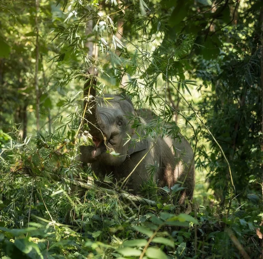 Заповедник Elephant Jungle Pattaya в Паттайе: Слоны, Джунгли, Заповедник, Elephants, Jungles , Sanctuary,