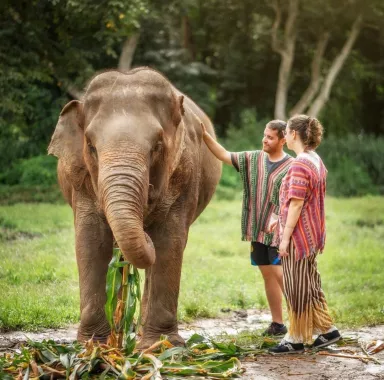 Заповедник «Elephant Jungle Pattaya»