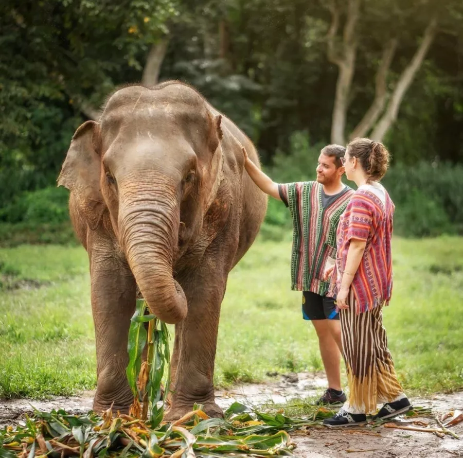 Заповедник Elephant Jungle Pattaya в Паттайе: Слоны, Джунгли, Заповедник, Elephants, Jungles , Sanctuary,