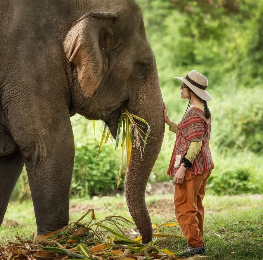 Заповедник Elephant Jungle Pattaya в Паттайе: Слоны, Джунгли, Заповедник, Elephants, Jungles , Sanctuary,