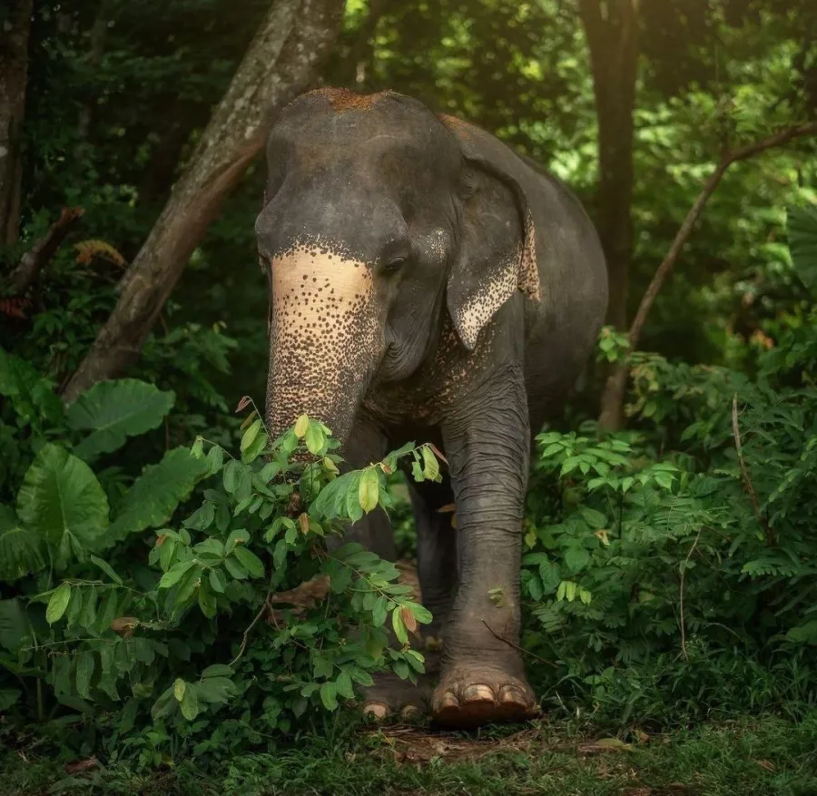Заповедник Elephant Jungle Pattaya в Паттайе: Слоны, Джунгли, Заповедник, Elephants, Jungles , Sanctuary,