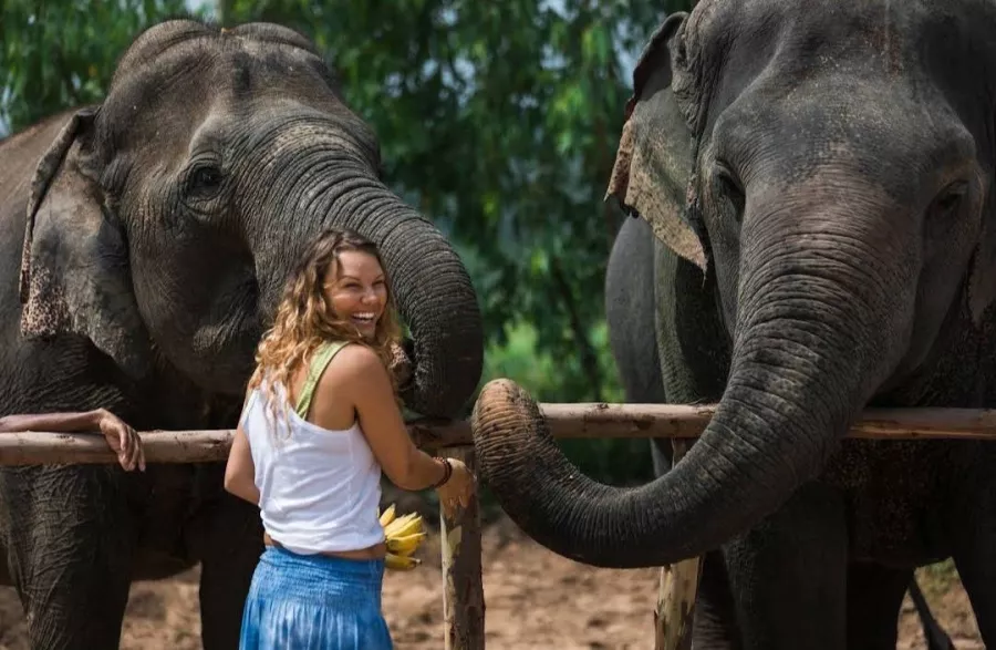 Заповедник Elephant Jungle Pattaya в Паттайе: Слоны, Джунгли, Заповедник, Elephants, Jungles , Sanctuary,
