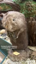 Миниатюра 8