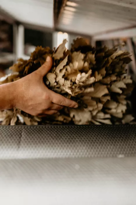 Банный комплекс Пихта в Красной Поляне: Баня, Виды, Сауна, 