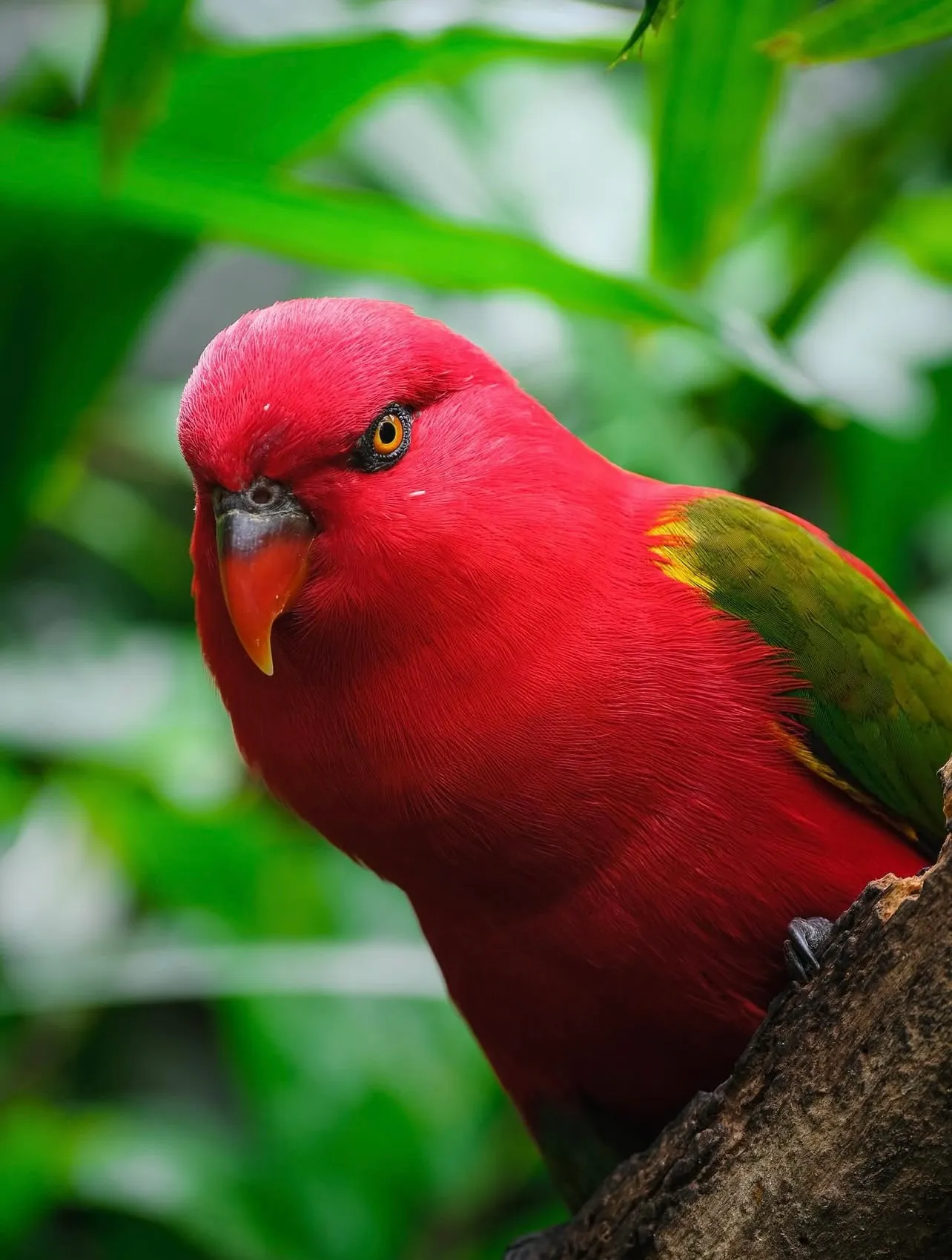 Заповедник Cebu Safari