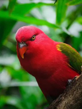 Заповедник Cebu Safari