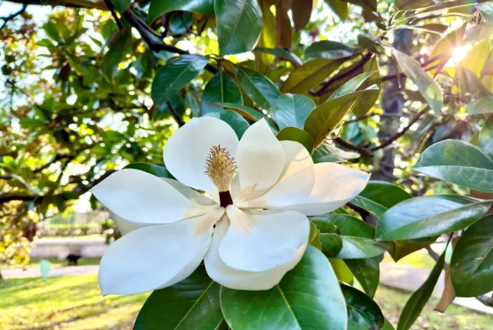 Сад Магнолии крупноцветной