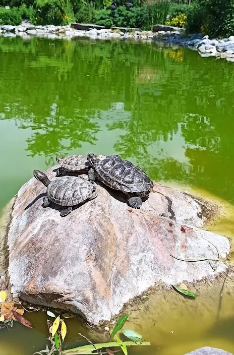 Андреевский Парк