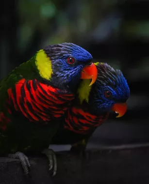 Заповедник Cebu Safari