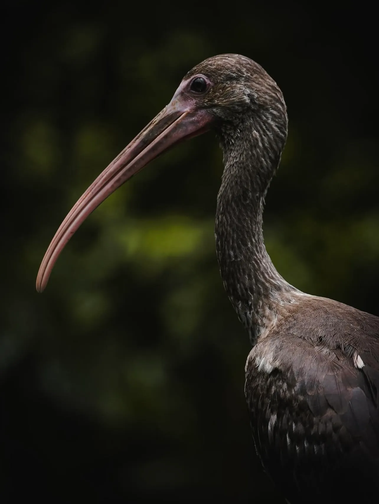 Заповедник Cebu Safari