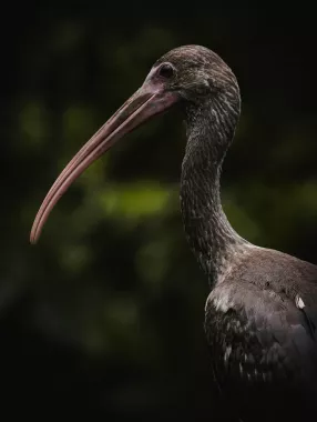 Заповедник Cebu Safari