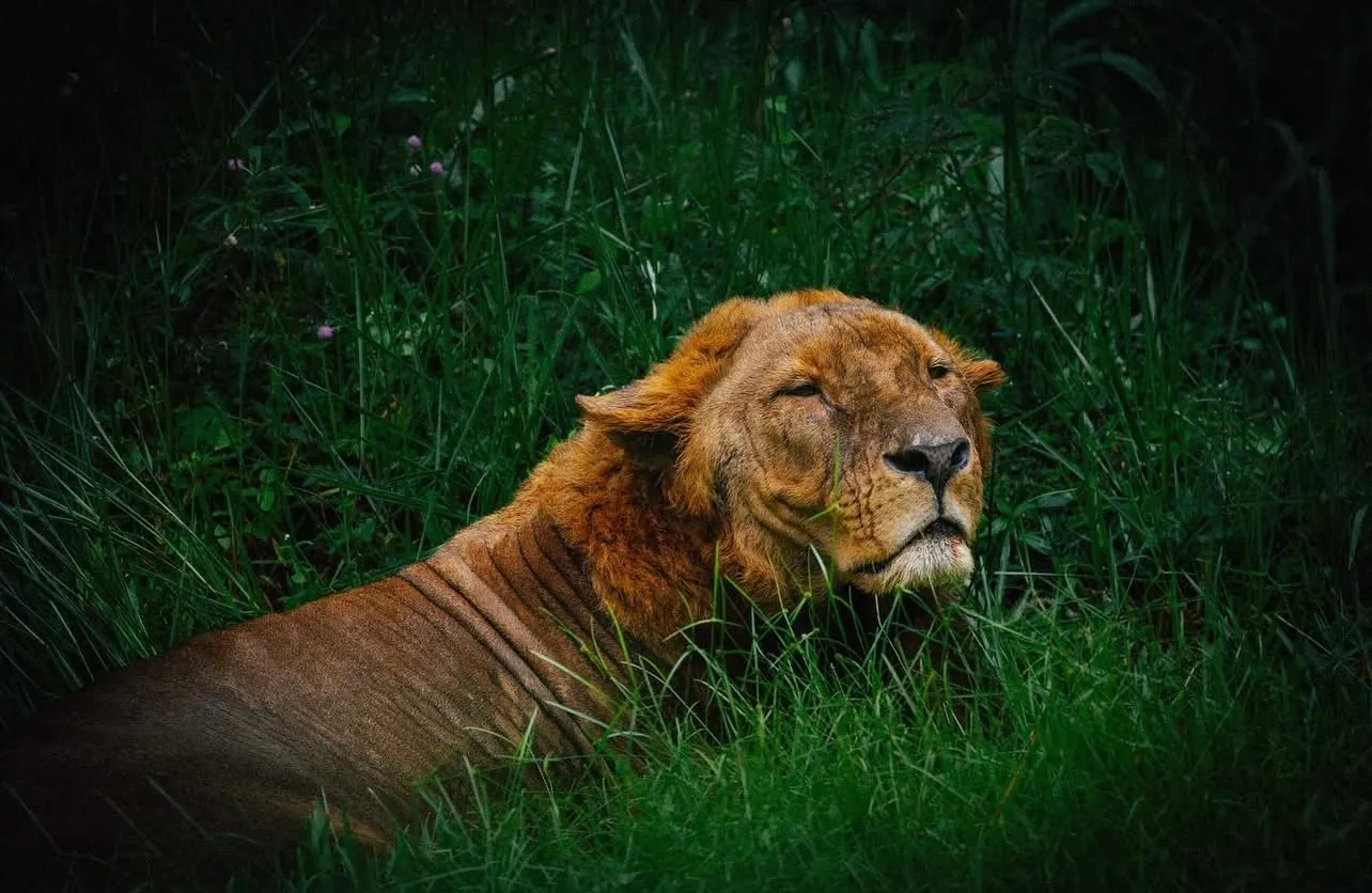 Заповедник Cebu Safari