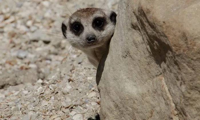 Сафари-парк 