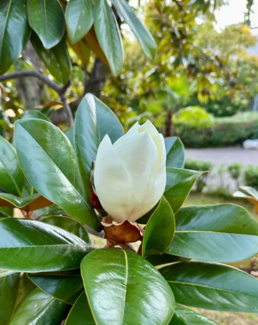 Сад Магнолии крупноцветной