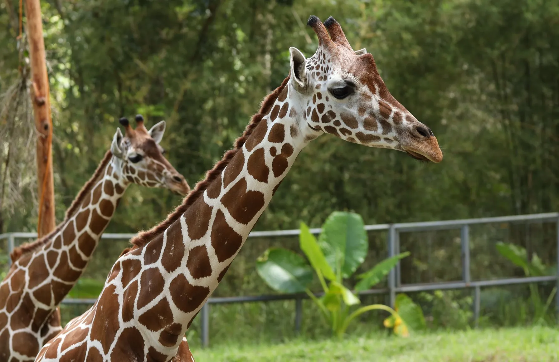 Заповедник Cebu Safari