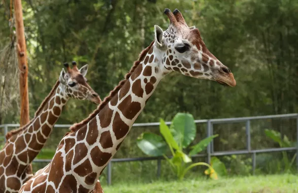 Заповедник Cebu Safari