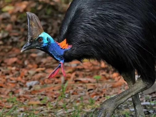 Заповедник Cebu Safari