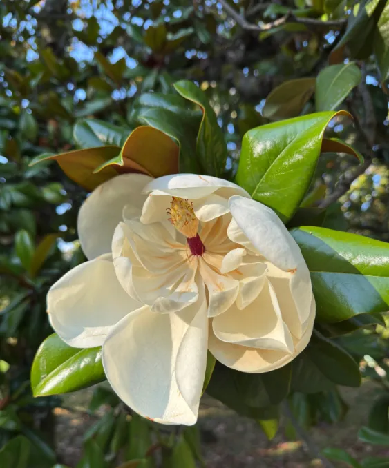 Сад Магнолии крупноцветной