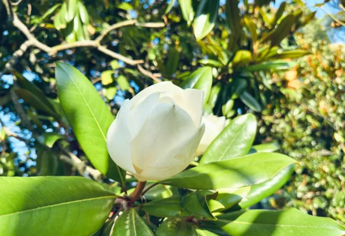 Сад Магнолии крупноцветной